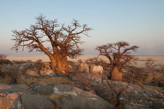 L’arbre le plus celebre d’Afrique est le baobab